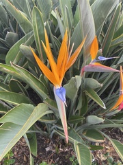 Strelitzia reginae reginae