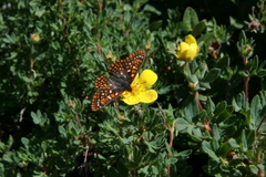 Euphydryas