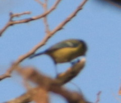 Cyanistes caeruleus