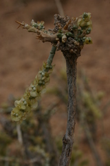 Arthrophytum