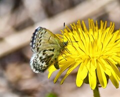Celastrina asheri