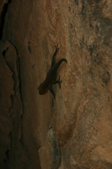 Ptyodactylus oudrii
