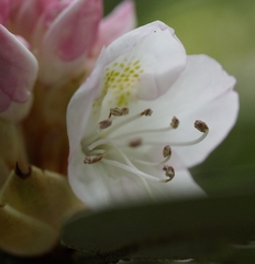 Rhododendron maximum