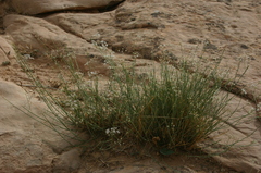 Deverra scoparia scoparia
