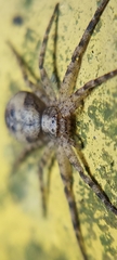 Philodromidae