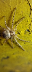 Philodromidae