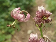 Lilium martagon martagon