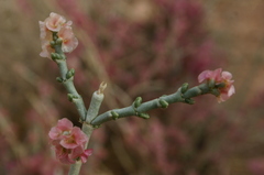 Arthrophytum