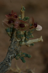 Arthrophytum