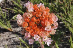 Dilatris pillansii