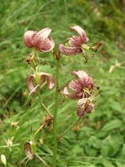 Lilium martagon martagon