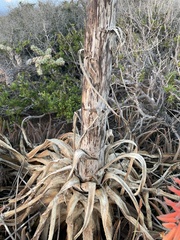 Agave aurea