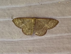 Leptostales pannaria