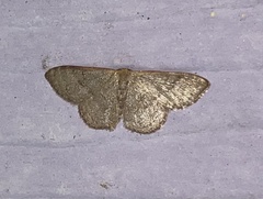 Leptostales pannaria