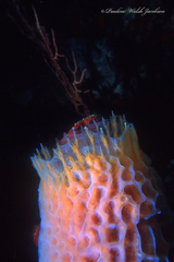 Callyspongia plicifera