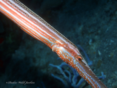 Aulostomus maculatus