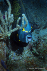 Ancylomenes pedersoni