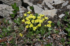 Draba oligosperma