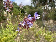 Salvia chamelaeagnea