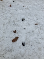 Odocoileus virginianus