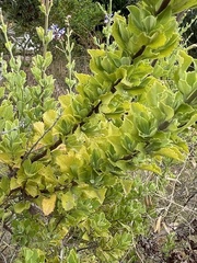 Salvia chamelaeagnea