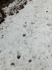 Odocoileus virginianus