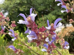 Salvia chamelaeagnea