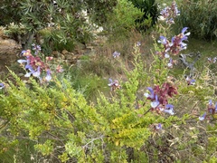 Salvia chamelaeagnea