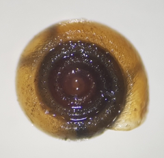 Bathyomphalus contortus