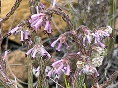 Erica labialis