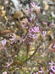 Erica labialis