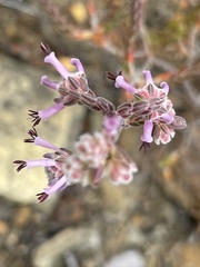 Erica labialis