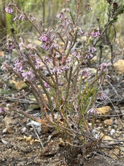 Erica labialis