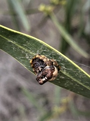 Mastophora cornigera