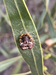 Mastophora cornigera
