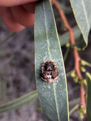 Mastophora cornigera