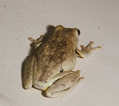 Litoria rothii