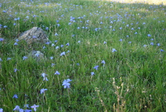 Moraea sisyrinchium