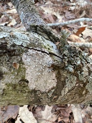 Lecanora hybocarpa