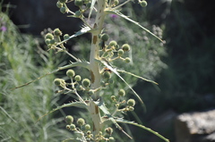 Eryngium horridum