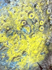 Lecanora hybocarpa