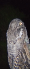 Caprimulgiformes