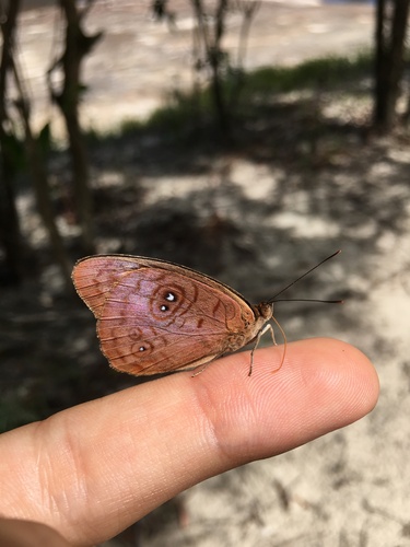 Eunica viola
