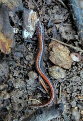Plethodon angusticlavius