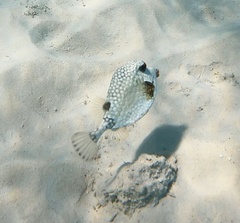 Lactophrys triqueter