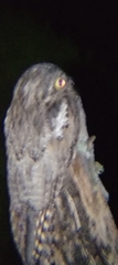 Caprimulgiformes