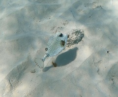 Lactophrys triqueter