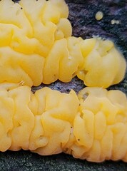 Dacrymyces corticioides