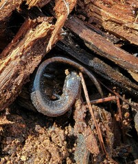 Plethodon angusticlavius