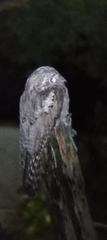 Caprimulgiformes